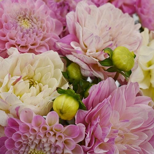 Wholesale flowers: Dahlias 5 Bunch (50 Stems) - Pinks