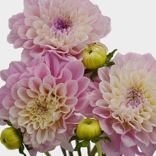 Dahlias 5 Bunch (50 Stems) - Pinks - Wholesale - Blooms By The Box