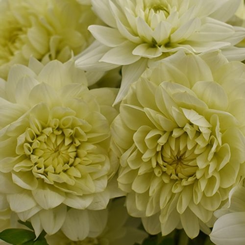 Dahlias 5 Bunch (50 Stems) - Whites