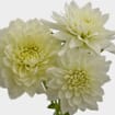 Dahlias 5 Bunch (50 Stems) - Whites