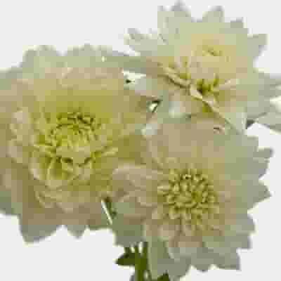 Dahlias 5 Bunch (50 Stems) - Whites