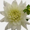 Dahlias 5 Bunch (50 Stems) - Whites