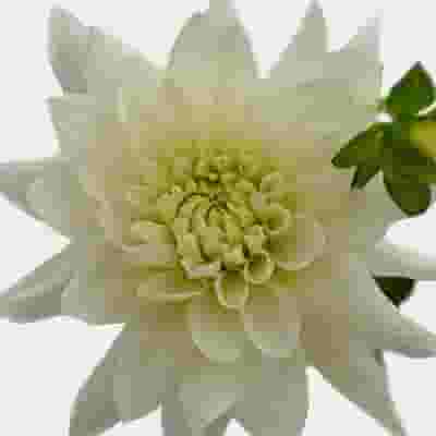 Dahlias 5 Bunch (50 Stems) - Whites