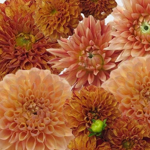Bulk flowers online - Dahlias 5 Bunch (50 Stems) - Oranges