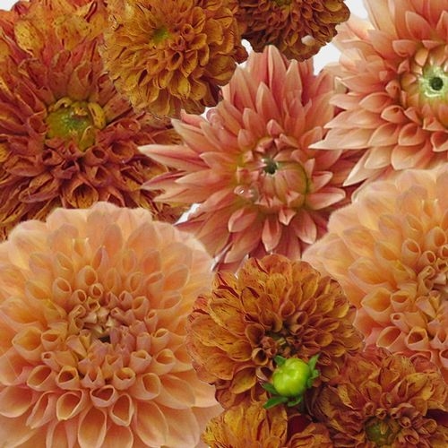 Dahlias 5 Bunch (50 Stems) - Oranges