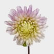 Dahlias 5 Bunch (50 Stems) - Cafe Au Lait