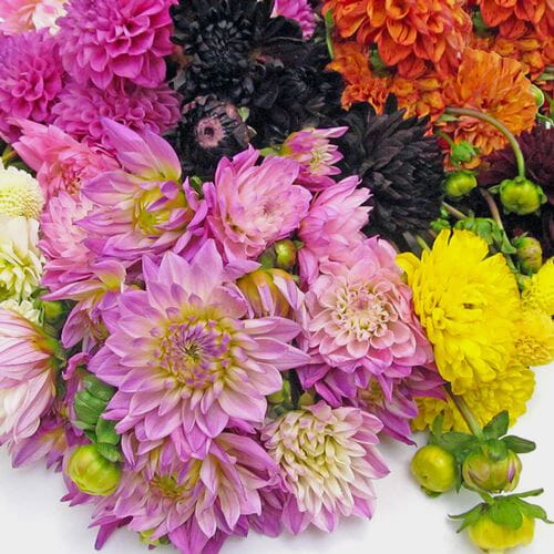 Wholesale flowers: Assorted Dahlias 5 Bunch (50 Stems)
