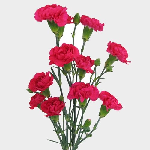 Mini Carnation Hot Pink