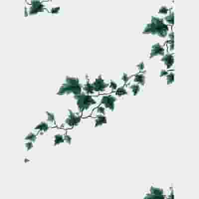 Green Ivy & White Plant Sleeves 6x20x30