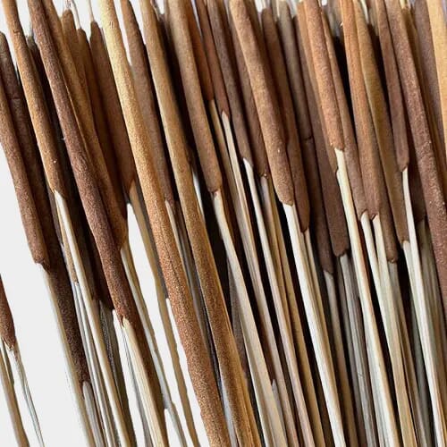 Wholesale flowers: Pencil Cattails Dark Brown Qty 100