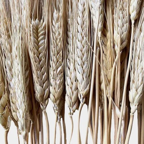 Wholesale flowers prices - buy Triticum Wheat Natural 8 Oz Bag in bulk