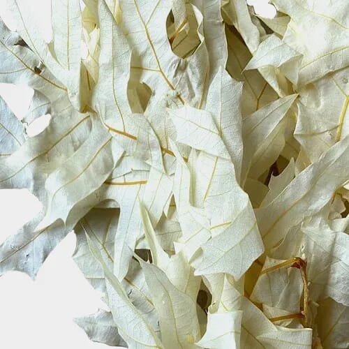 Transparent Oak White 1 Lb Bag