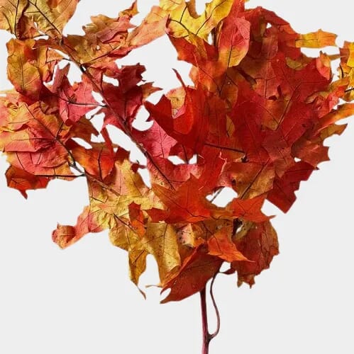 Bulk flowers online - Transparent Oak Autumn 1 Lb
