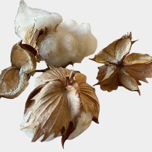 Cotton Bolls (Qty 15)