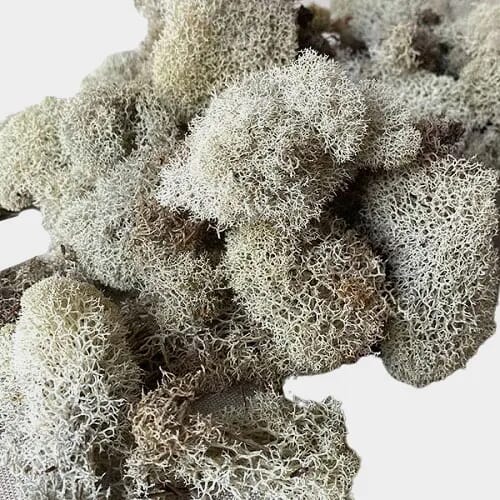 Reindeer Moss Natural 4oz