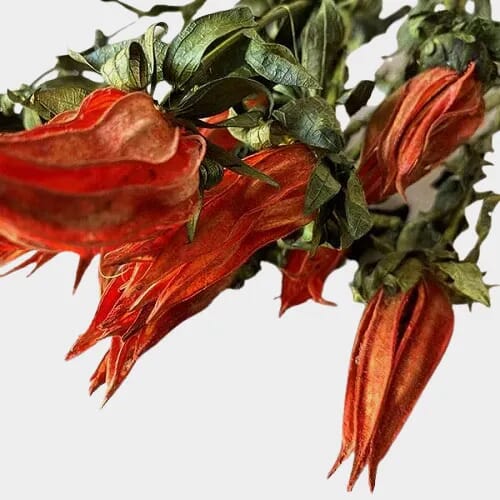 Wholesale flowers prices - buy Dried Indian Paint Brush Orange (Qty 3) in bulk