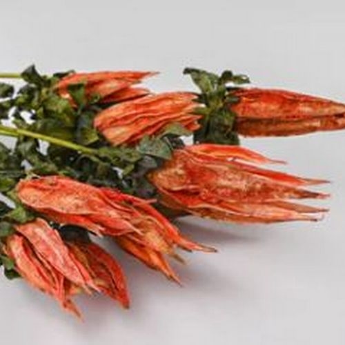 Dried Indian Paint Brush Orange (Qty 3)