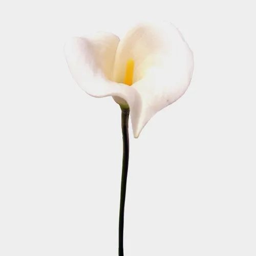 SILK 4