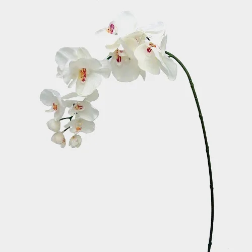 SILK 36