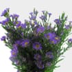 Monte Casino Purple Flowers