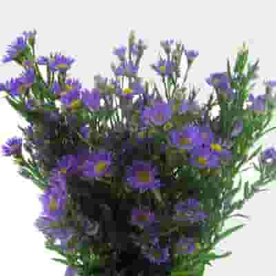 Monte Casino Purple Flowers