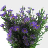 Monte Casino Purple Flowers
