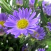 Monte Casino Purple Flowers
