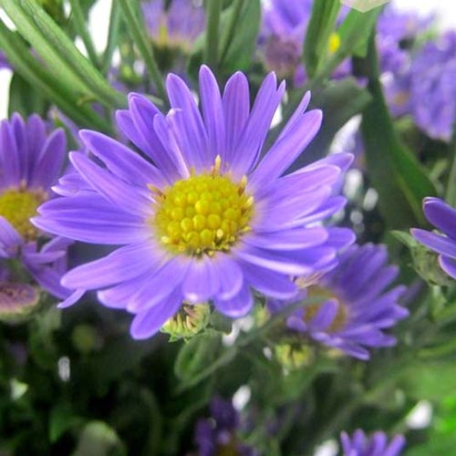 Monte Casino Purple Flowers