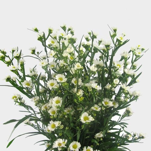 Gypsophila Beauty Bride Flowers Bulk Pack