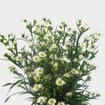 Monte Casino White Flowers