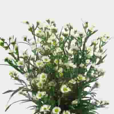 Monte Casino White Flowers