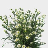 Monte Casino White Flowers