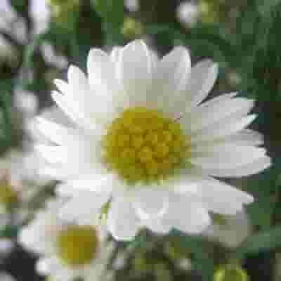 Monte Casino White Flowers