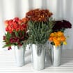 Harvest Hues Flower Pack