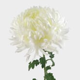 Football Mum White Flower