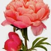 Winter Peony Corals (50 Stems)