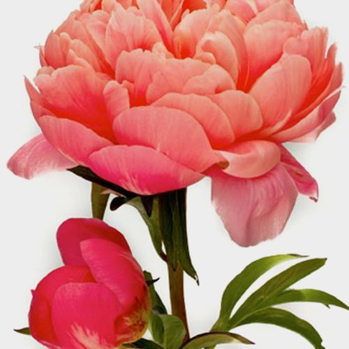 Winter Peony Corals (50 Stems)
